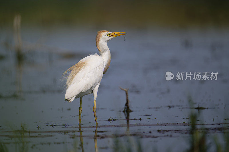 牛白鹭(Bubulcus ibis)